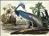 James Paintings - Louisiana Heron by John James Audubon